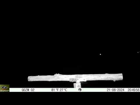 草鴞夜間停駐於棲架上