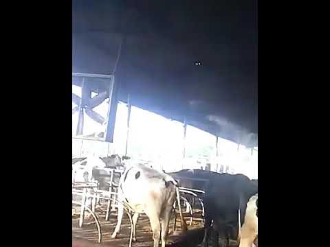 Fogging System For Dairy Farm