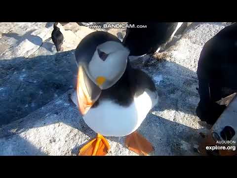 A curious Atlantic puffin hears the camera move!  😁  EXPLORE.org  June 26 2022