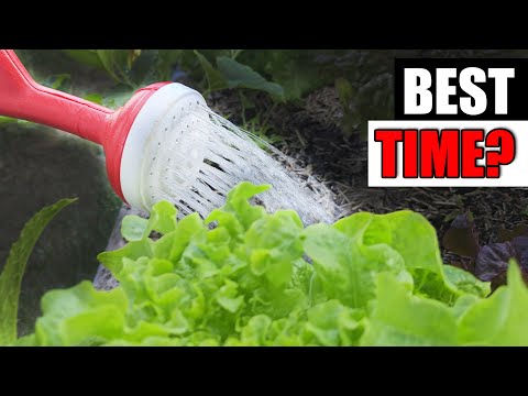 Growing Zucchinis The Right Way Part 1 of 3