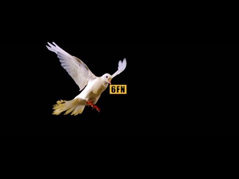 6FN (Yung Ray x Yung Lik x Raay Finesse x Yung Liko) - Bando | Shot by ILMG