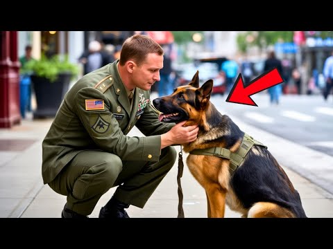 Kriegshund erkennt seinen Retter nicht – doch was dann geschieht, rührt zu Tränen!