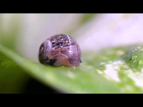 Il risveglio della piccola lumaca