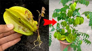 How to grow starfruit tree by starfruit for beginners
