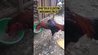 Download lagu Lahap juga lu tong makanya semngat bnaget #shortsvideo mp3