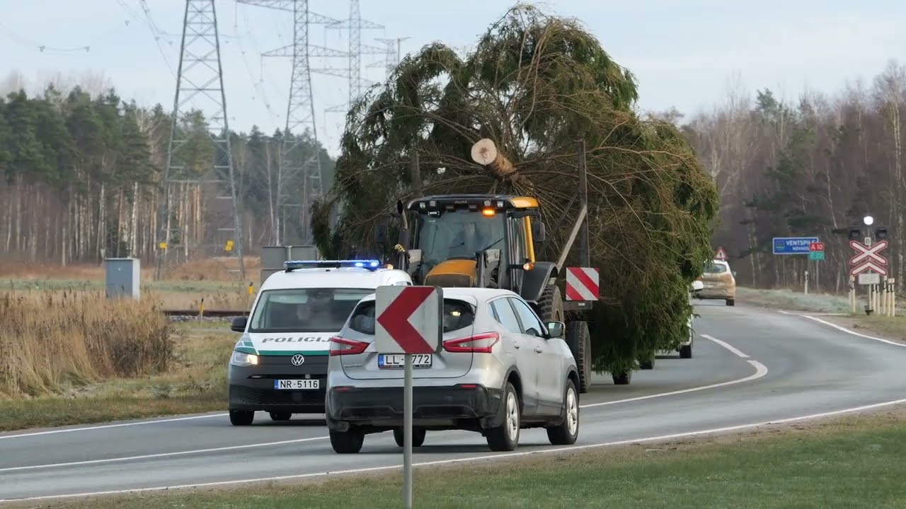 Ventspilī ieradusies galvenā Ziemassvētku egle
