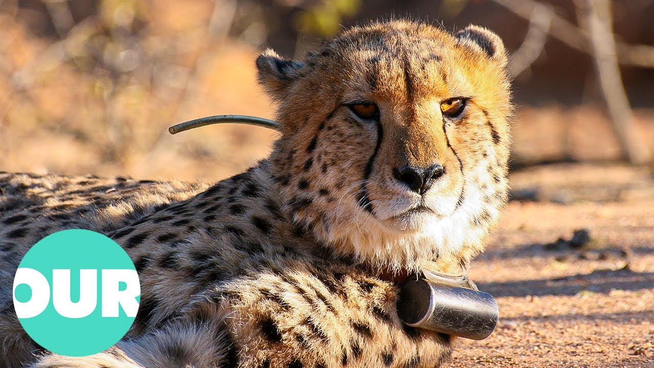 Saving Cheetahs in the Namibian Wilderness