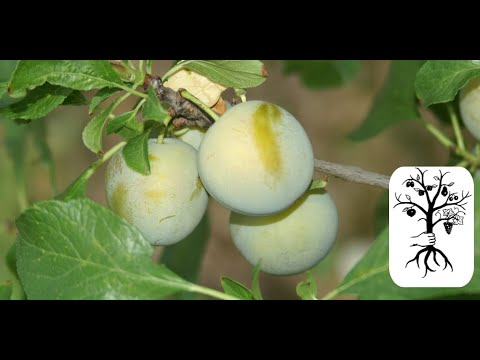Der HÄUFIGSTE FEHLER beim Obstbaumschnitt im Garten und wie man ihn korrigiert