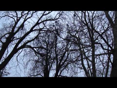 32-One minute of videoart every day - parc de la Pépinière, Nancy, Lorraine