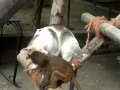 Cat and monkey playing 2 