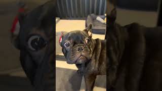 9.15火曜日の三郎🐽 #いぬ #frenchbulldog #犬 #犬のいる暮らし #犬のいる生活