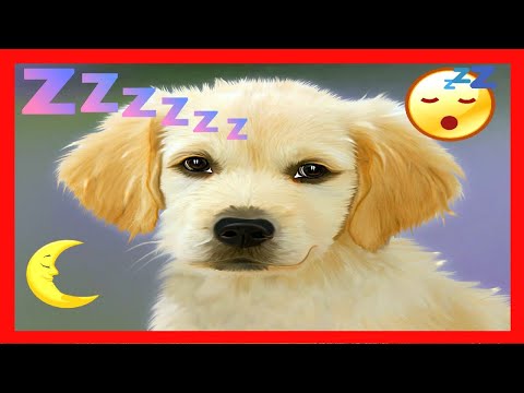 犬を寝かしつける