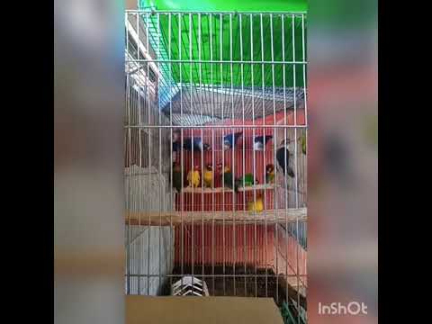 Shipment of African Lovebirds - Bukaneg Aviary(Bryan Teodoro)