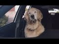 Funny Commercial Dog Driving Lesson Subaru