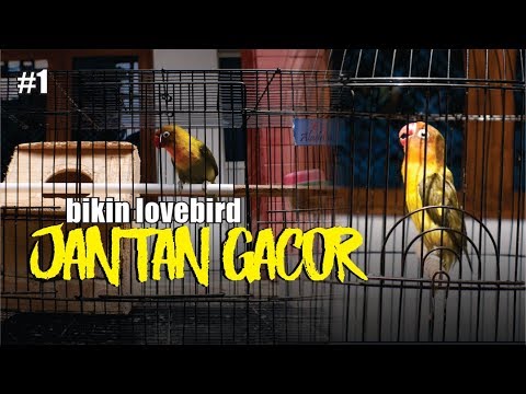 Jantan Novyj Trend Smotret Onlajn Na Sajte Trendovi Ru