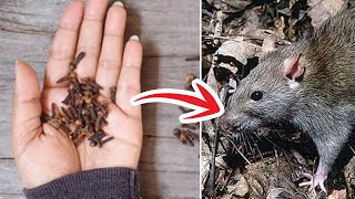 How to get rid of Rats in walls and ceiling permanently