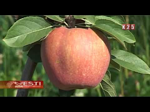 Sava Lazić iz Deronja bavi se proizvodnjom jabuka od 2003. godine