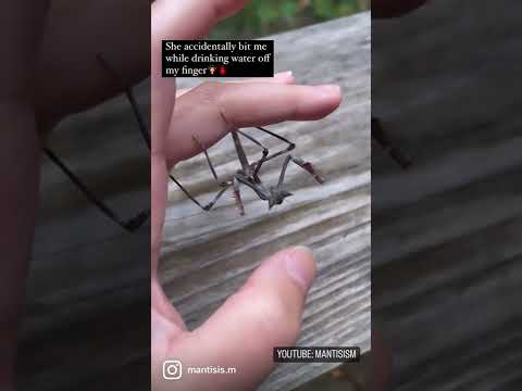 Praying mantis bit me