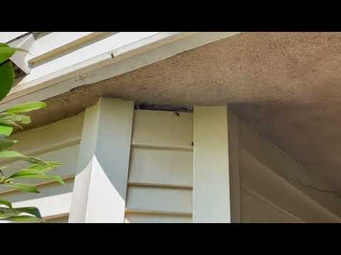 Small Hole in the Siding Allows Yellow Jackets to Nest in Hopewell, NJ