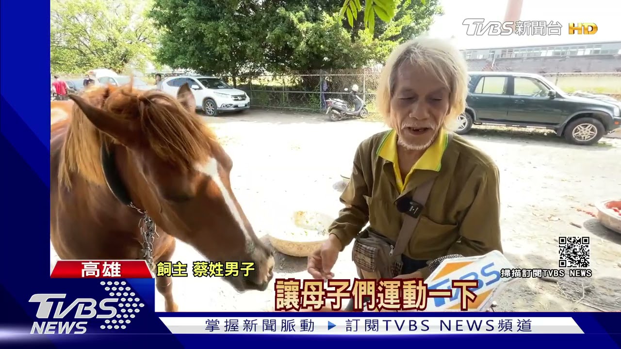 騎機車「遛馬」脫疆幼馬奔馳高雄街頭 與汽機車搶道