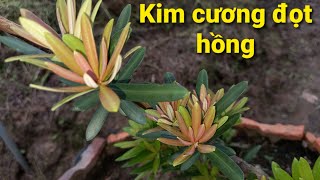 Chồi Non Của Cây Thủy Tùng Phát Triển Chậm Và Cây Bụi Thuộc Họ Taxaceae Kim Mỏng Màu Xanh Lá Cây Nhô Ra Từ Hoa Hồng Mới Châu Âu Thủy Tùng Taxus Baccata Foliage Cành Cây Cận Cảnh Hình ảnh Sẵn có