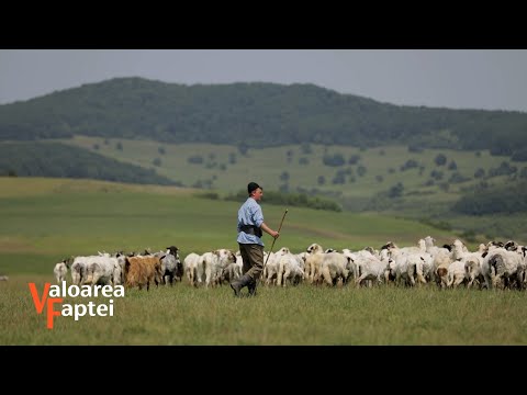 Ionuț Lazăr - cel mai iubit cioban, cu Iosif pe coclauri