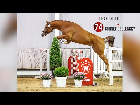 Westf. Hauptkörung Reitpferdehengste 2020: 74 Ogano Sitte - Cornet Obolensky - Contender