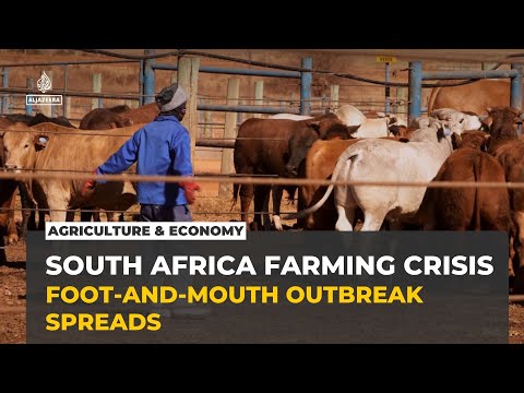 South Africa's foot-and-mouth outbreak deepens amid slow government vaccine rollout