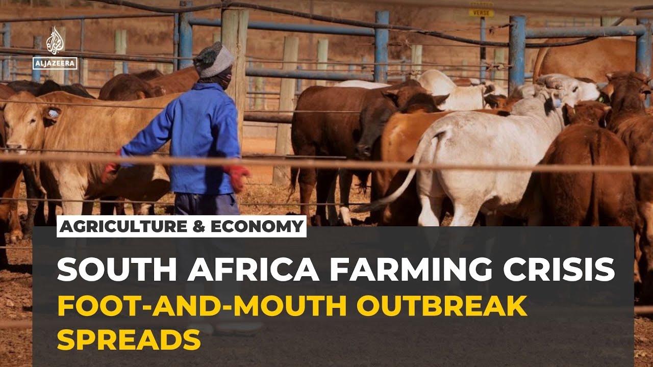 South Africa's foot-and-mouth outbreak deepens amid slow government vaccine rollout
