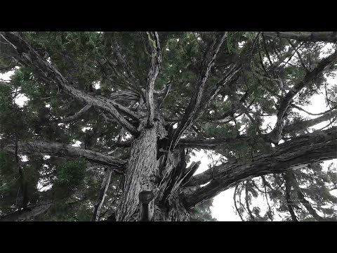 Hangképző - Megjövendelve volt régen