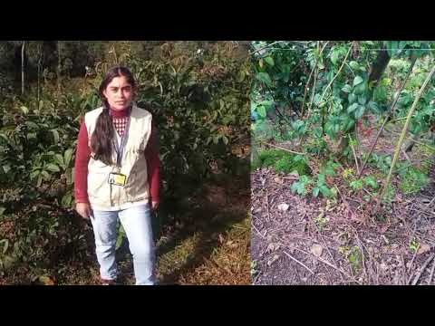 Fortalecimiento productivo del cultivo de mora Rubus alpinus Macfad  en Gachantivá.