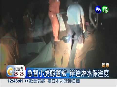 小虎鯨集體擱淺! 岸巡總動員搶救