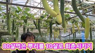 80살뿌리를 10대로 회춘 시키기 오이,참외수박,고추,토마토,가지,들깨,호박 키우기,재배방법,농,사,농부,농…