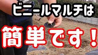 簡単ビニールマルチの貼り方を教えます　家庭菜園（ポタジェ）２年目の初心者が下手くそでもできるマルチ貼りの裏技を解説します