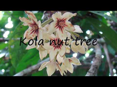 How to Pronounce Kola nut tree?