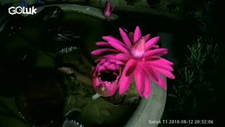 Digital Witness , Videography and Photography