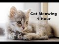 Cat Meowing 1 Hour Meow Small Cat Kitten Cat Meowing Cat Meow Sound