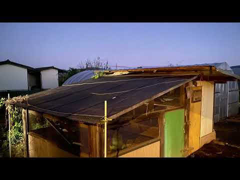 なぜミルワームを鶏に与えるのでしょうか？ブリーダーが語る見逃せない4つのメリット  庭園