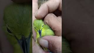 Download lagu Ciri Cipo Jantan dan Betina mp3 Download lagu Ciri Cipo Jantan dan Betina mp3