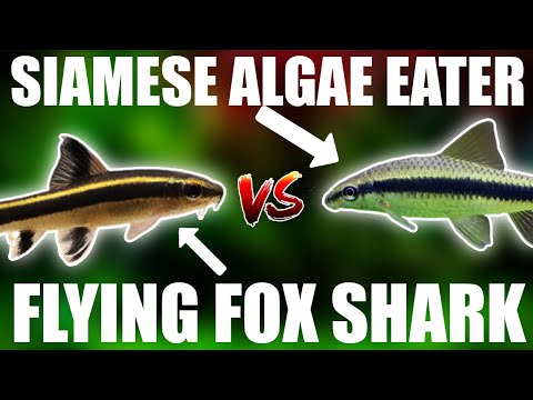 The Flying Fox Shark VS Siamese Algae Eater - WHICH ONE IS A BETTER ALGAE EATER?!