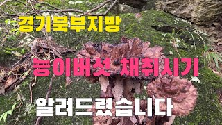 시골농부 능이버섯산행   경기북부지방 진정한 능이버섯 채취시기 알려드릴게요 
