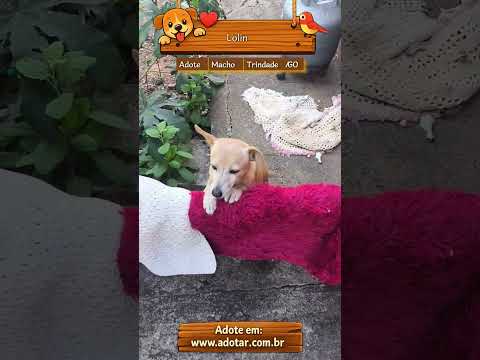 Vídeo de Lolin