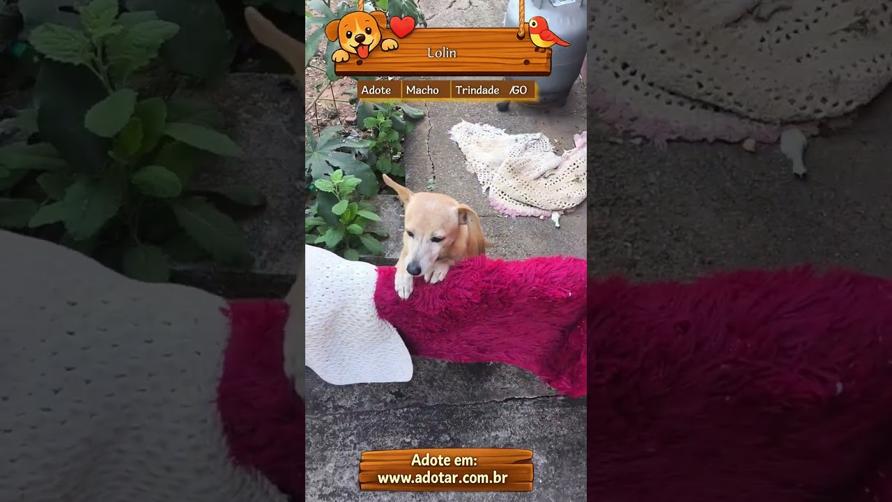 Cachorro raça SRD-ViraLata idade 6 ou mais anos nome Lolin