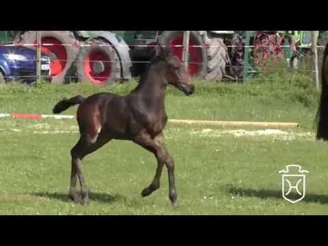 ODRZ175 Stutfohlen von Adagio de Talma - Caretino - Lord