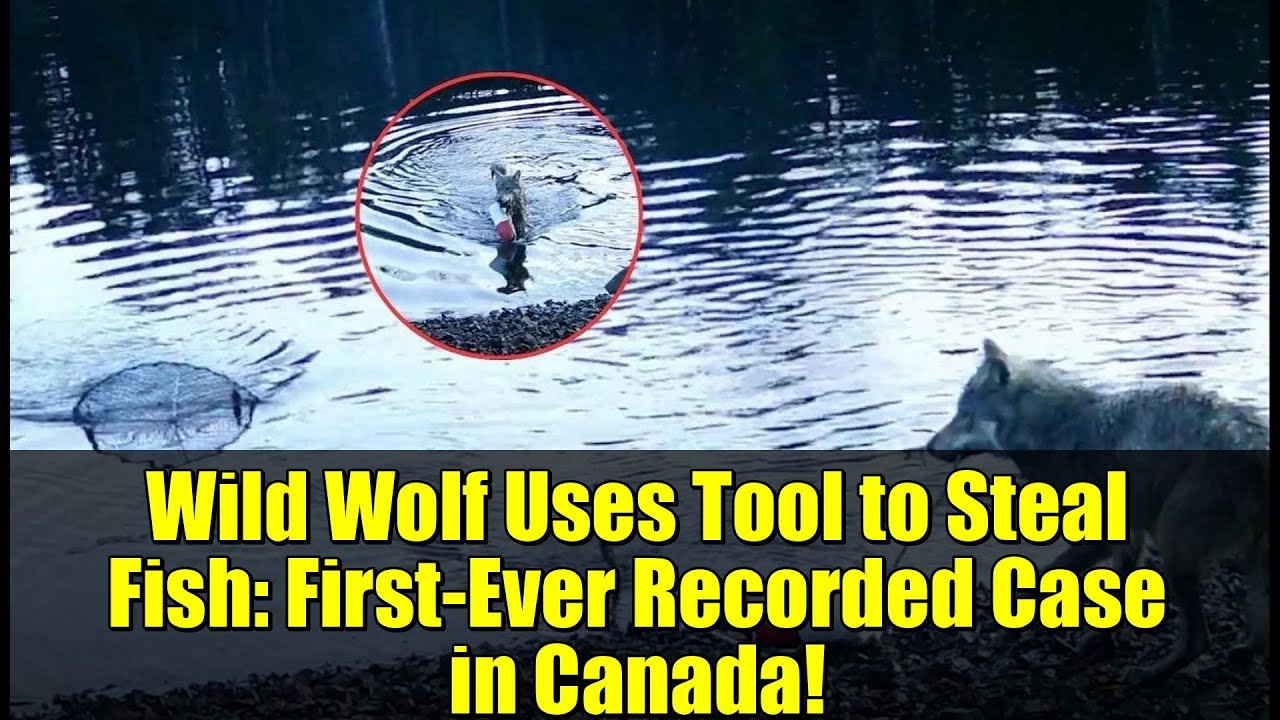 Wolf in British Columbia Exhibits Complex Behavior Extracting Crab Trap