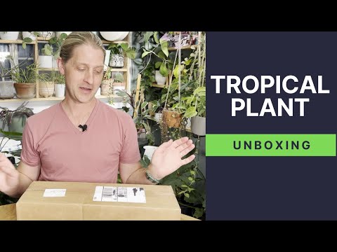 RARE PLANT UNBOXING | NSE TROPICALS