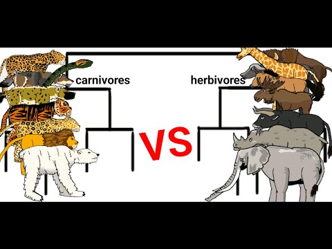 carnivores vs herbivores animation—all animation