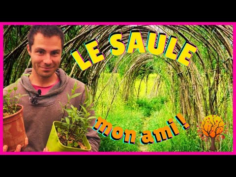 LE SAULE ???? ARBRE UTILE ???? 5 RAISONS D'EN PLANTER ???? Eau de Saule Hormone Bouturage, BRF, Phytothérapie