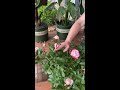 Grace N' Grit Bicolor Pink Rose