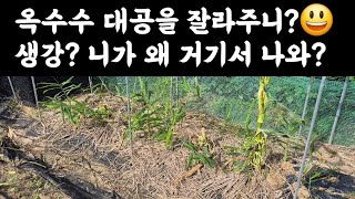 텃밭, 생강재배